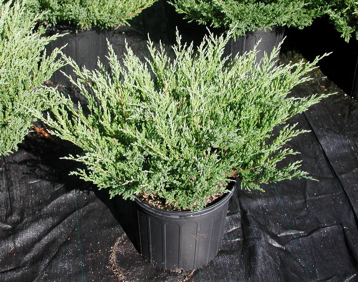 Junípero horizontal Plumosa Compacta - Juniperus horizontalis
