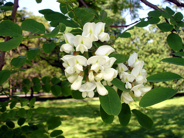 Acacia falsa - Robinia pseudoacacia