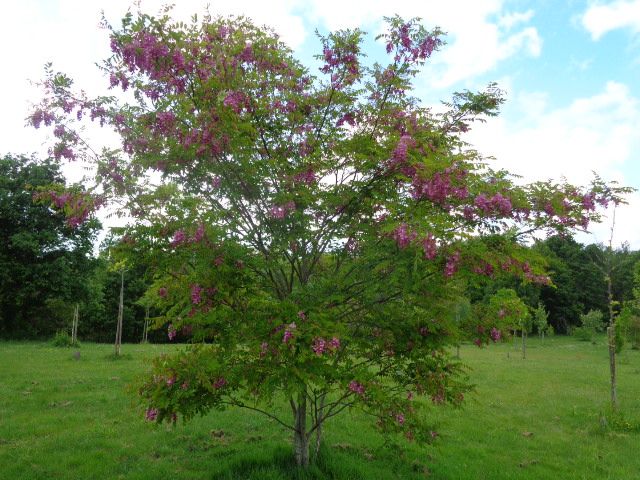 Acacia falsa Casque Rouge - Robinia pseudoacacia Casque Rouge