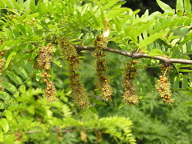 Acacia de tres espinas - Gleditsia triacanthos - Acacia de tres púas--8
