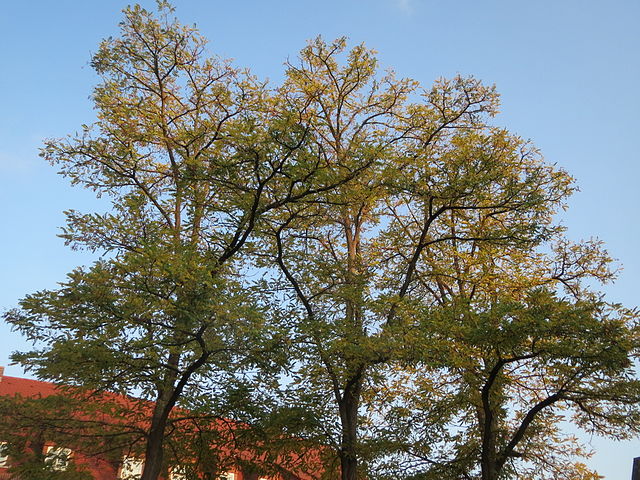 Acacia falsa - Robinia pseudoacacia--8