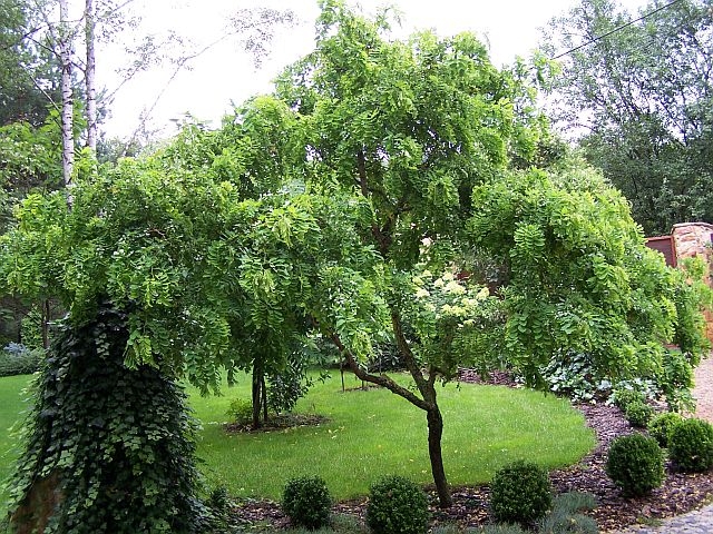 Acacia falsa Tortuosa - Robinia pseudoacacia Tortuosa--8