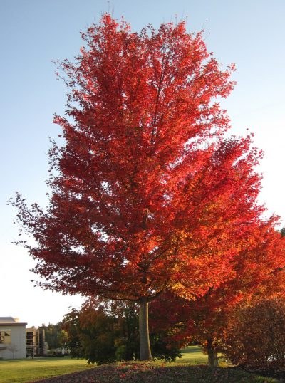 Arce rojo - Acer rubrum - Arce del Canadá--8
