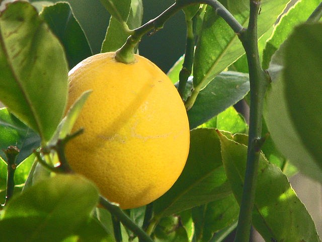 Naranjos morunos - Citrus myrtifolia--8