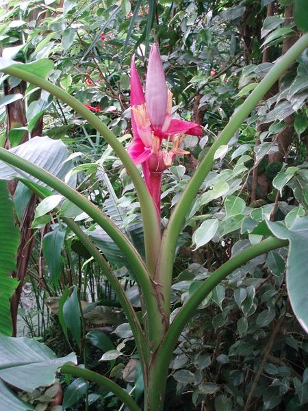 Bananero rojo Red Dacca - Musa acuminata Red Dacca--8