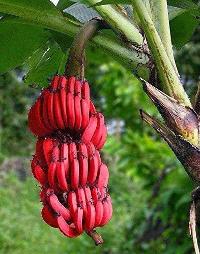Bananero rojo Red Dacca - Musa acuminata Red Dacca--9