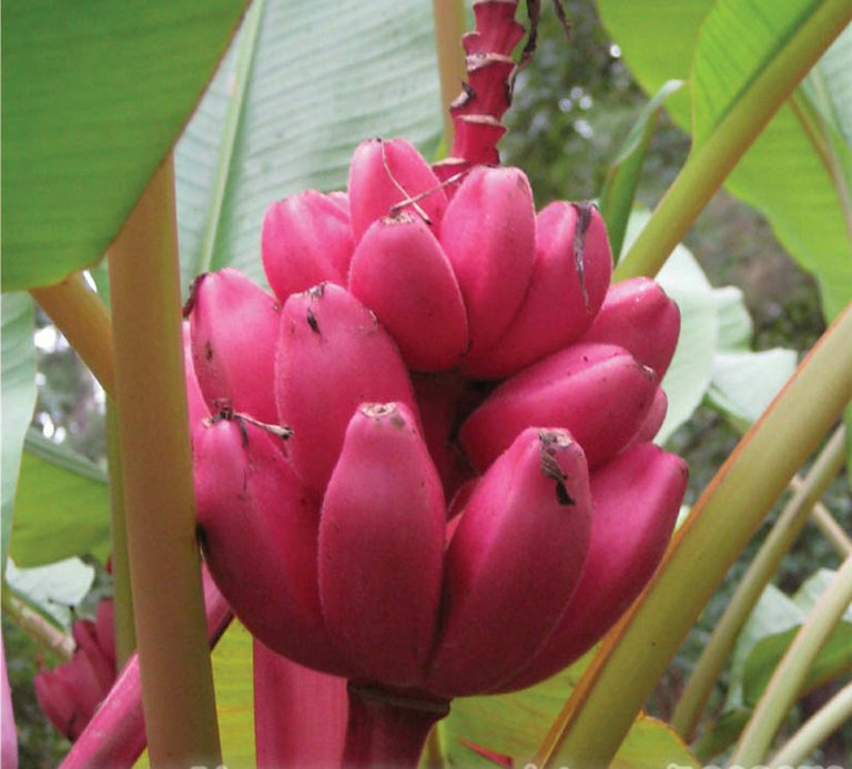 Bananero rojo Red Dacca - Musa acuminata Red Dacca--10