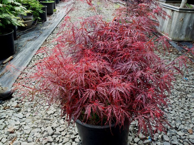 Arce japonés Crimson Queen - Acer palmatum dissectum Crimsom Queen