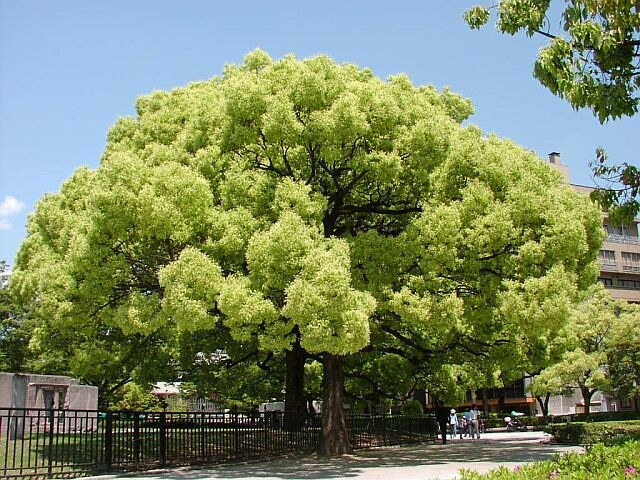 Alcanforero - Cinnamomum camphora - Árbol del alcanfor