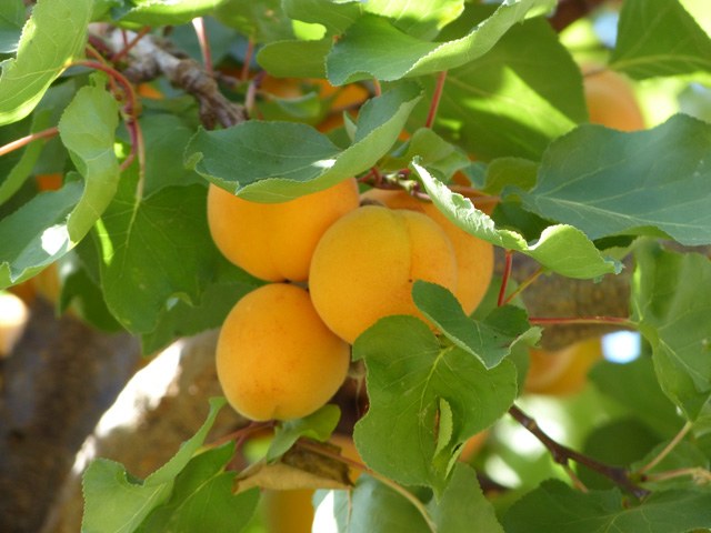 Albaricoque Moniqui - Prunus armeniaca