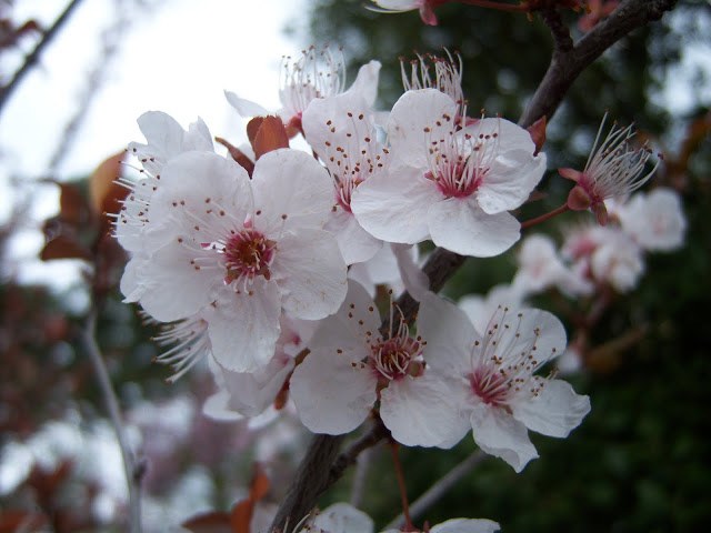 Albaricoque rojo del Rosellón - Prunus armeniaca