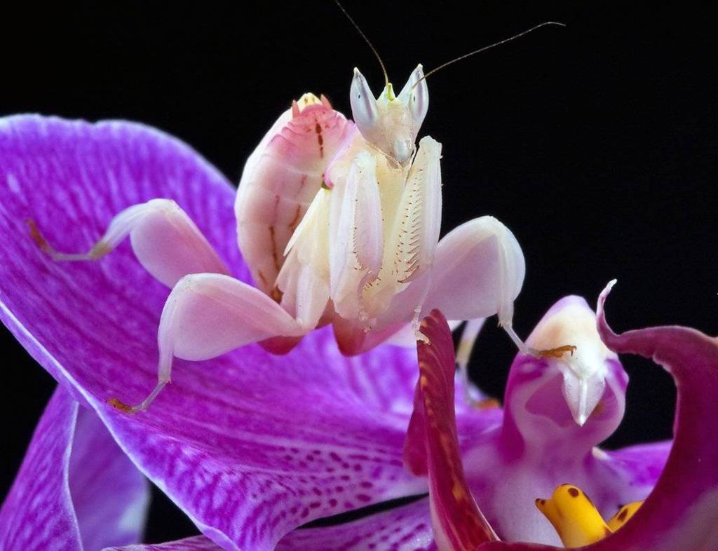Insecticidas Orquídeas