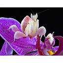 Insecticidas Orquídeas