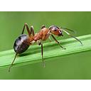 Insecticidas anti hormigas