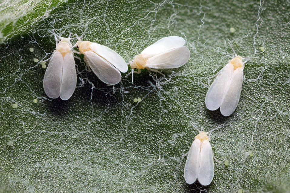 Insecticidas anti moscas blancas