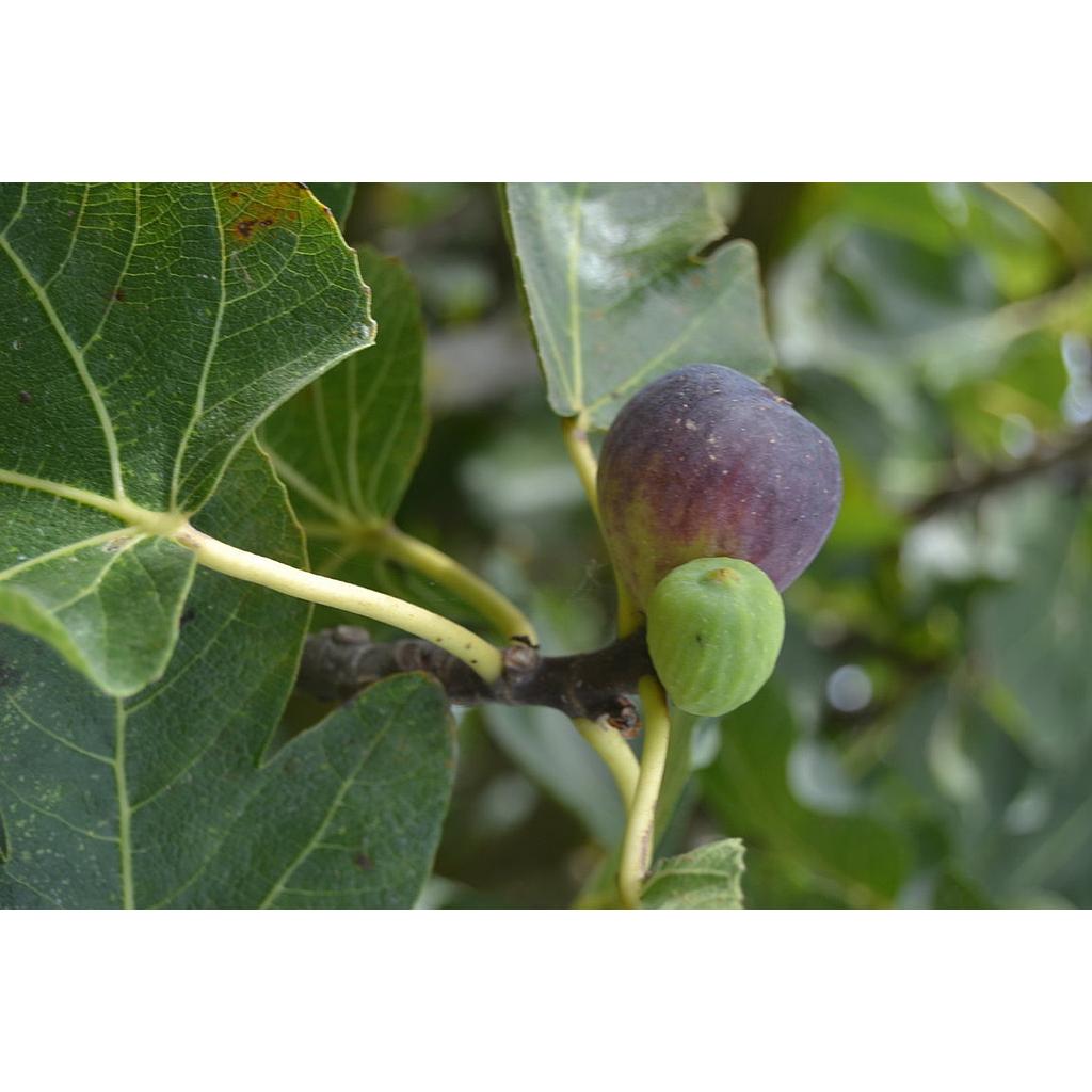 Higueras - Higueras brevas - Ficus carica