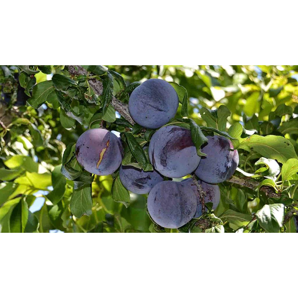 Ciruelos - Prunus domestica