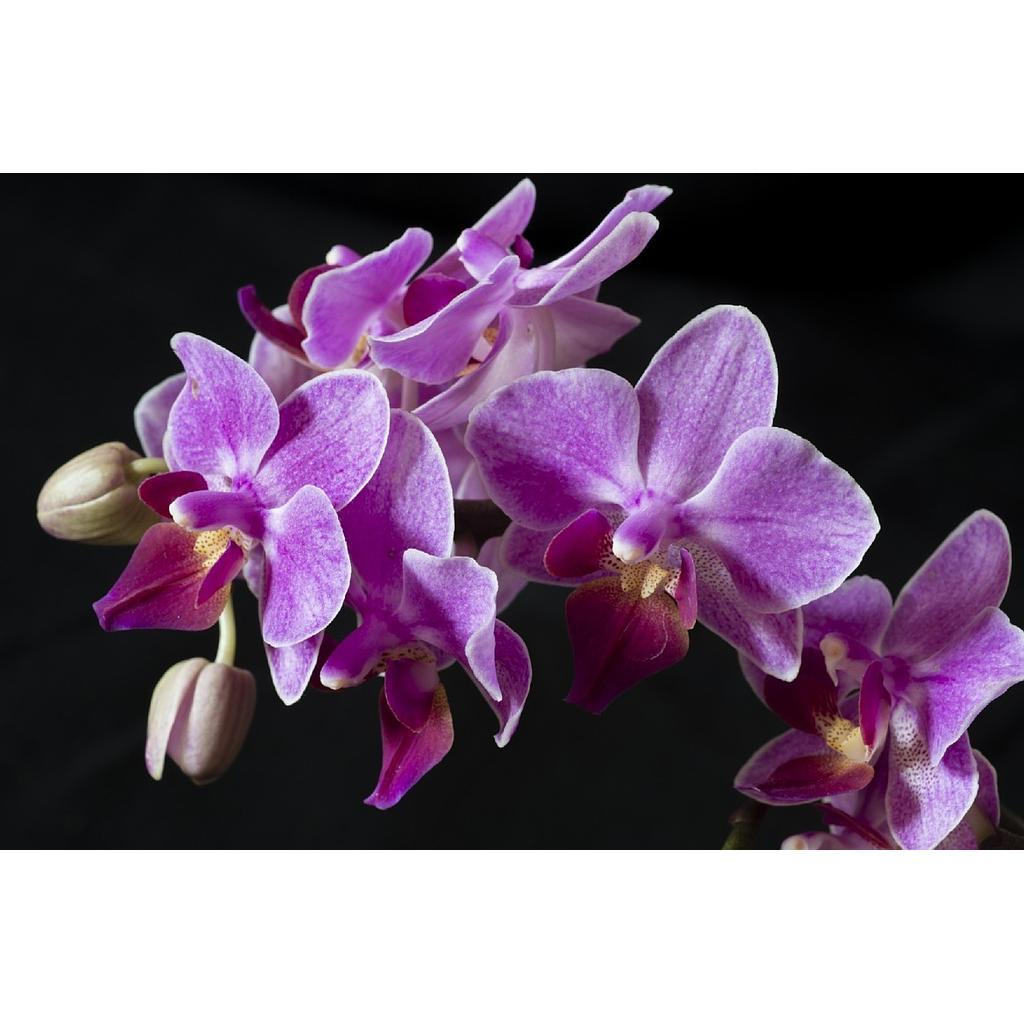 Orquídeas - Phalaenopsis