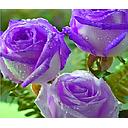 Rosales de flores rosas, fucsias y púrpuras