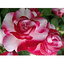 Rosales de flores bicolores y jaspeadas