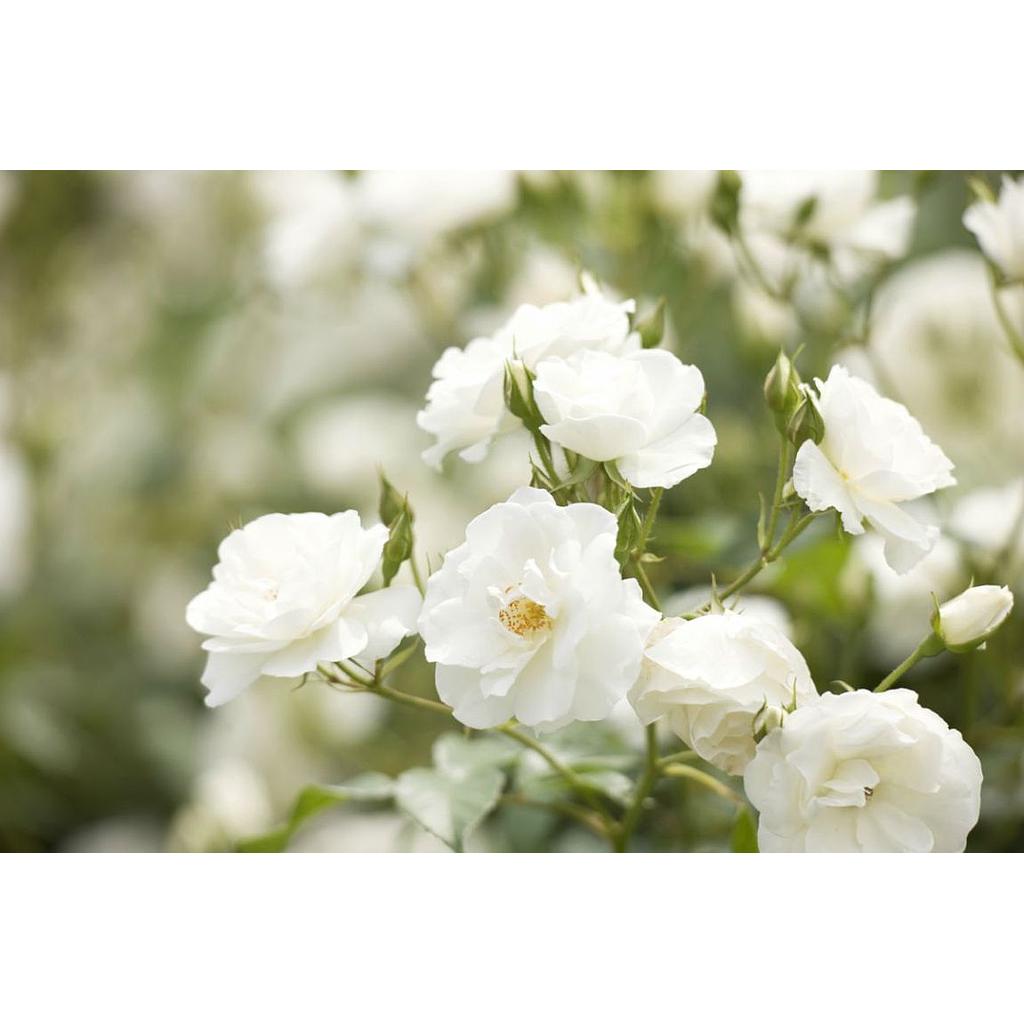 Rosales de flores blancas