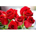 Rosales de flores rojas