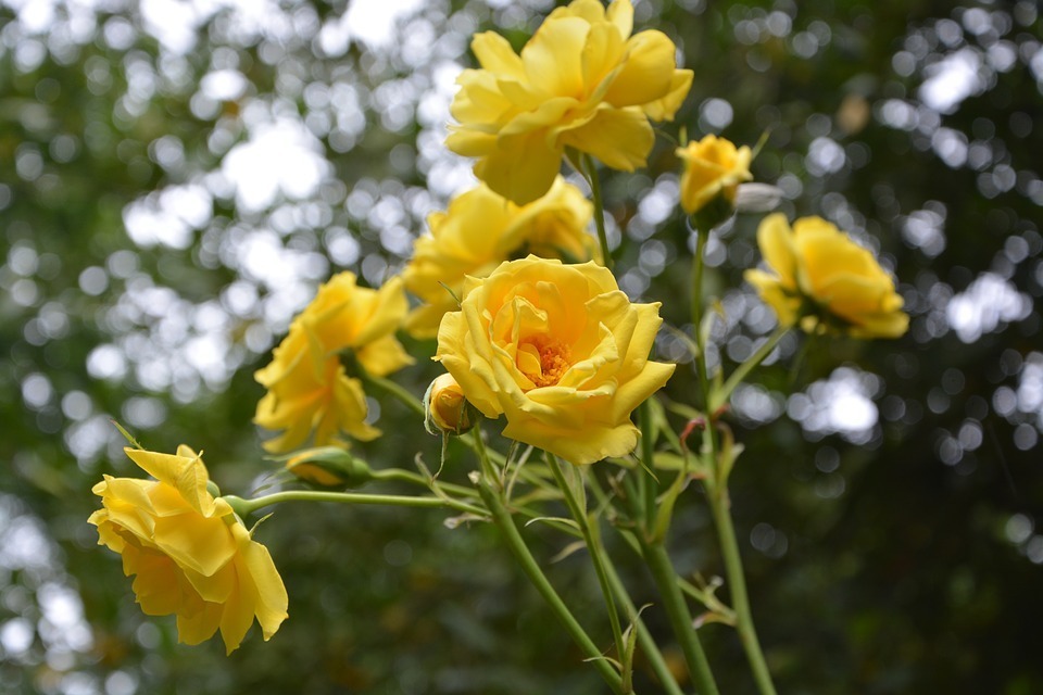 Rosales de flores amarillas