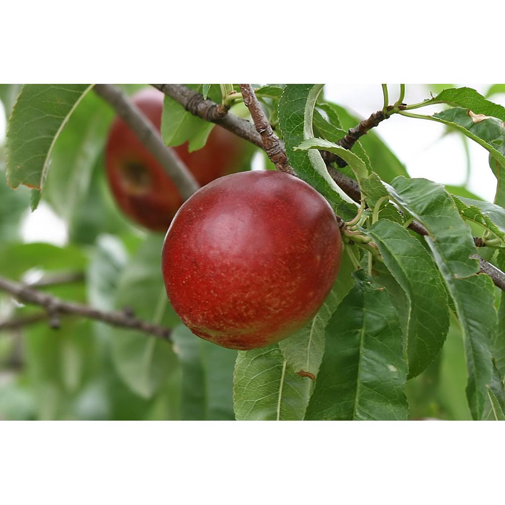 Nectarinas - Prunus persica nucipersica