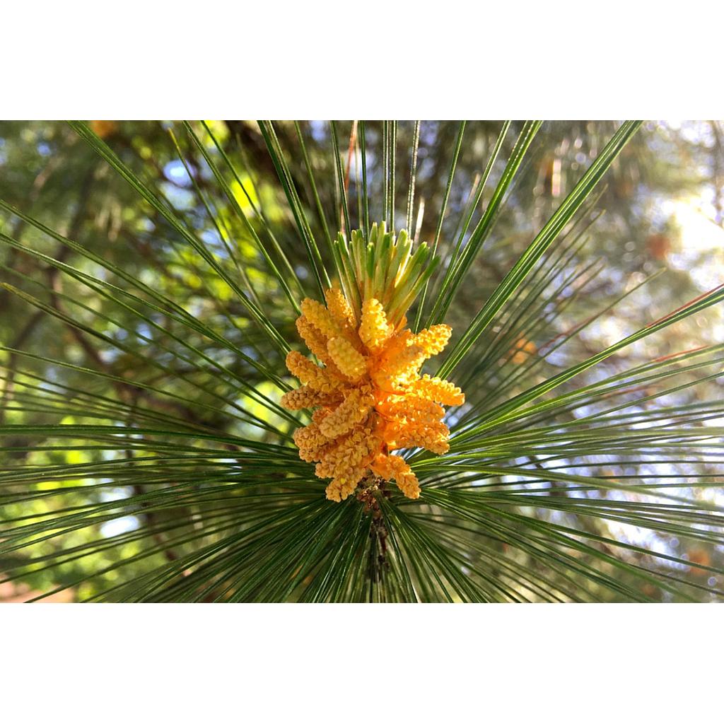 Pinos piñoneros - Pinus pinea