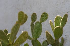 Cactus cladodios