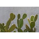 Cactus cladodios