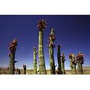 Cactus columnares