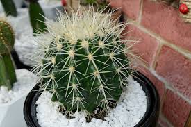 Cactus globosos