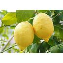 Limoneros - Citrus