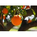 Naranjos - Citrus
