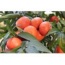 Mandarinos - Citrus