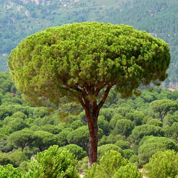Pinus - Pinea
