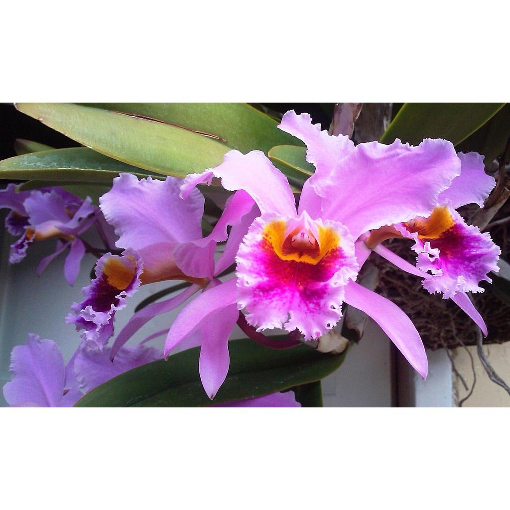 Orquídeas y plantas del aire
