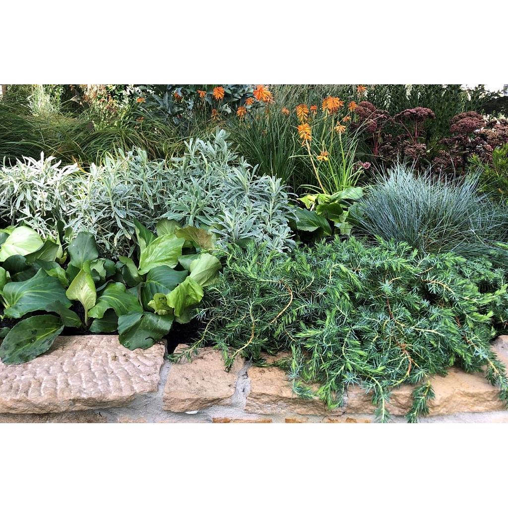Plantas sostenibles - Jardín mediterráneo