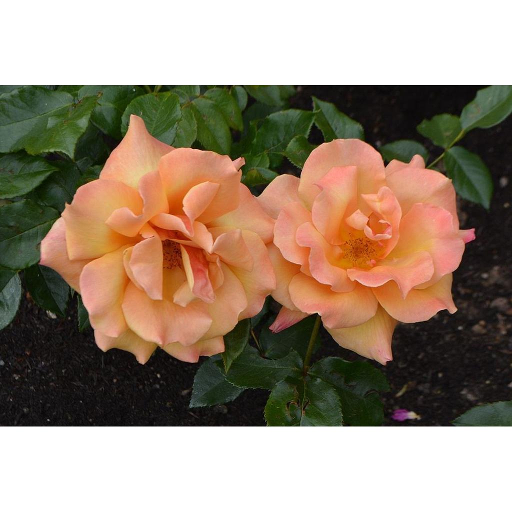 Rosales Antiguos Ingleses - Flor romántica