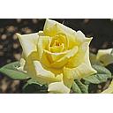 Rosales Flor grande - Híbridos de Té - Grandiflora -