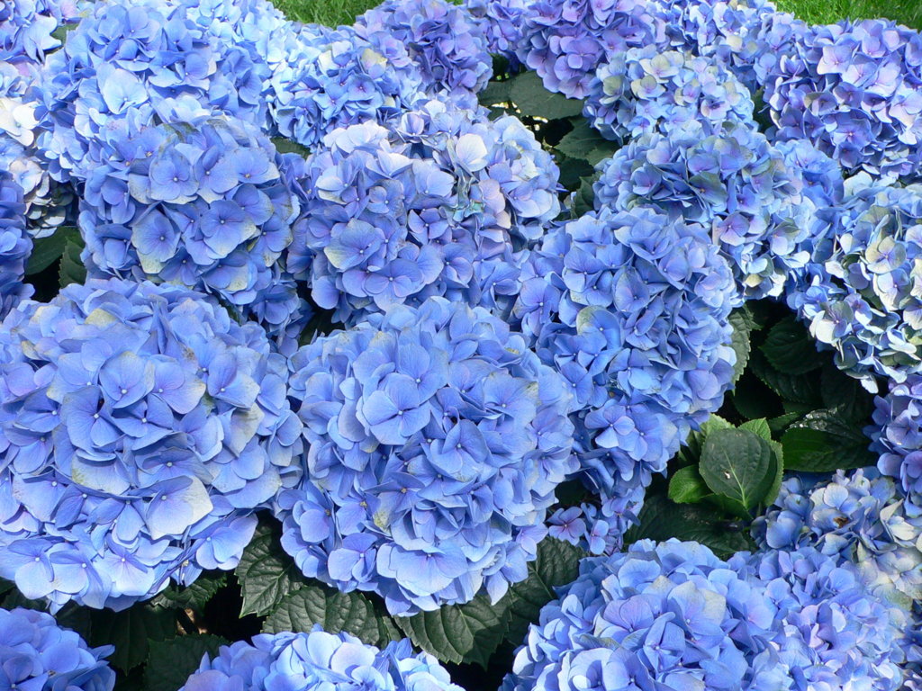 Azuladores de hortensias