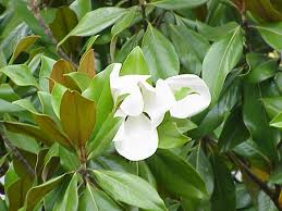 Abonos fertilizantes magnolias