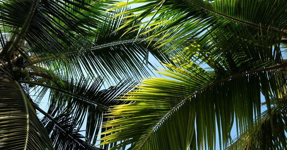 Abonos fertilizantes palmeras - Palmáceas