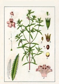 Ajedrea de jardín - Satureja hortensis - Semillas naturales