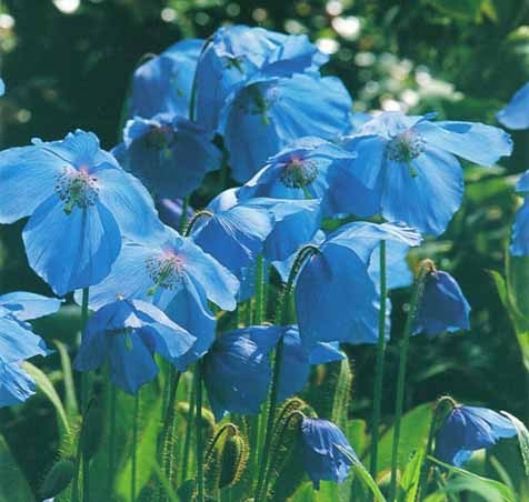Amapola Azul del Himalaya - Meconopsis Betonicifolia
