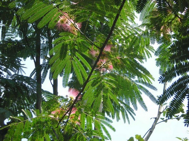 Acacia de Constantinopla Ombrella - Albizia julibrissin Ombrella - Árbol de la seda