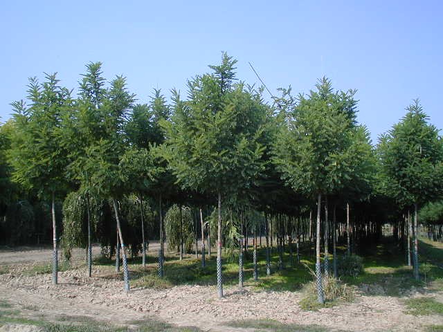 Acacia falsa Bessoniana - Robinia pseudoacacia Bessoniana
