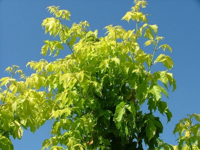 Arce con hojas de fresno - Acer negundo