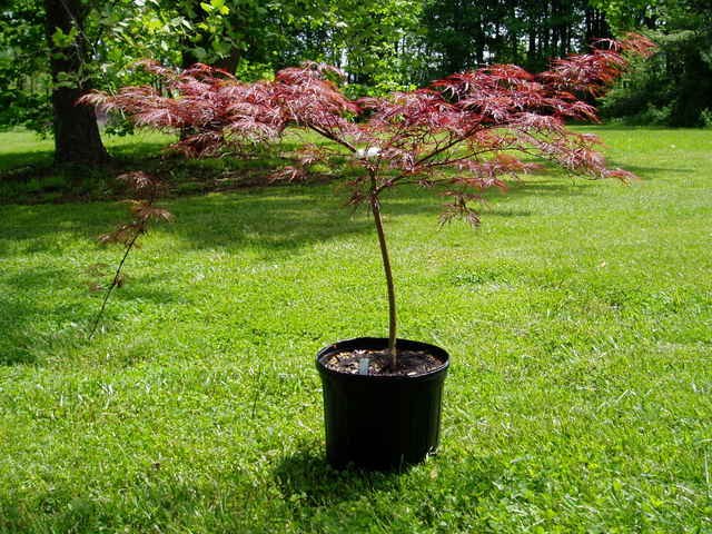 Arce japonés - Acer palmatum